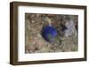 Damselfish, Beqa Lagoon, Fiji-Stocktrek Images-Framed Photographic Print