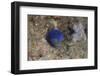 Damselfish, Beqa Lagoon, Fiji-Stocktrek Images-Framed Photographic Print