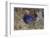 Damselfish, Beqa Lagoon, Fiji-Stocktrek Images-Framed Photographic Print