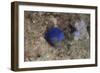 Damselfish, Beqa Lagoon, Fiji-Stocktrek Images-Framed Photographic Print