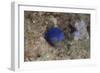 Damselfish, Beqa Lagoon, Fiji-Stocktrek Images-Framed Photographic Print