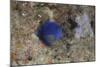 Damselfish, Beqa Lagoon, Fiji-Stocktrek Images-Mounted Photographic Print