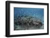 Damselfish Swim Above Corals in Komodo National Park, Indonesia-Stocktrek Images-Framed Photographic Print