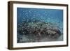 Damselfish Swim Above Corals in Komodo National Park, Indonesia-Stocktrek Images-Framed Photographic Print