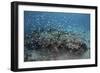 Damselfish Swim Above Corals in Komodo National Park, Indonesia-Stocktrek Images-Framed Photographic Print