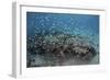 Damselfish Swim Above Corals in Komodo National Park, Indonesia-Stocktrek Images-Framed Photographic Print