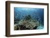 Damselfish Swim Above Corals in Komodo National Park, Indonesia-Stocktrek Images-Framed Photographic Print