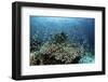 Damselfish Swim Above Corals in Komodo National Park, Indonesia-Stocktrek Images-Framed Photographic Print