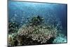 Damselfish Swim Above Corals in Komodo National Park, Indonesia-Stocktrek Images-Mounted Photographic Print