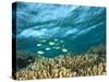 Damselfish, Tukang Besi/Wakatobi Archipelago Marine Preserve, South Sulawesi, Indonesia-Stuart Westmorland-Stretched Canvas