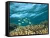 Damselfish, Tukang Besi/Wakatobi Archipelago Marine Preserve, South Sulawesi, Indonesia-Stuart Westmorland-Framed Stretched Canvas