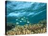 Damselfish, Tukang Besi/Wakatobi Archipelago Marine Preserve, South Sulawesi, Indonesia-Stuart Westmorland-Stretched Canvas