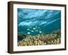 Damselfish, Tukang Besi/Wakatobi Archipelago Marine Preserve, South Sulawesi, Indonesia-Stuart Westmorland-Framed Photographic Print