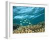 Damselfish, Tukang Besi/Wakatobi Archipelago Marine Preserve, South Sulawesi, Indonesia-Stuart Westmorland-Framed Photographic Print