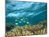 Damselfish, Tukang Besi/Wakatobi Archipelago Marine Preserve, South Sulawesi, Indonesia-Stuart Westmorland-Mounted Photographic Print