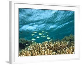 Damselfish, Tukang Besi/Wakatobi Archipelago Marine Preserve, South Sulawesi, Indonesia-Stuart Westmorland-Framed Photographic Print