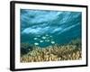 Damselfish, Tukang Besi/Wakatobi Archipelago Marine Preserve, South Sulawesi, Indonesia-Stuart Westmorland-Framed Photographic Print