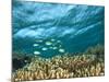 Damselfish, Tukang Besi/Wakatobi Archipelago Marine Preserve, South Sulawesi, Indonesia-Stuart Westmorland-Mounted Photographic Print