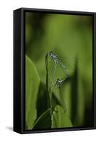 Damselfly - Mating-Paul Starosta-Framed Stretched Canvas