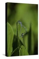 Damselfly - Mating-Paul Starosta-Stretched Canvas