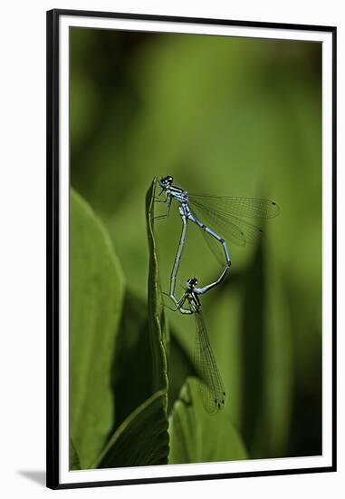 Damselfly - Mating-Paul Starosta-Framed Premium Photographic Print