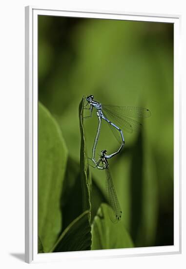 Damselfly - Mating-Paul Starosta-Framed Premium Photographic Print