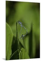 Damselfly - Mating-Paul Starosta-Mounted Premium Photographic Print