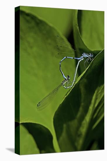 Damselfly - Mating-Paul Starosta-Stretched Canvas