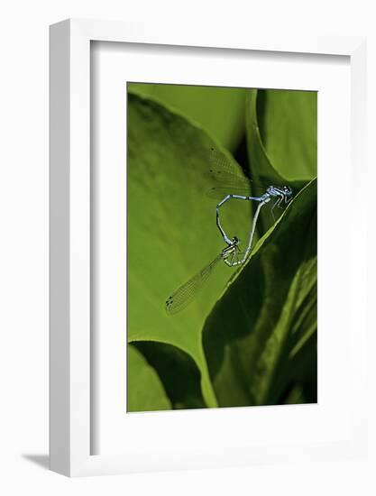 Damselfly - Mating-Paul Starosta-Framed Photographic Print