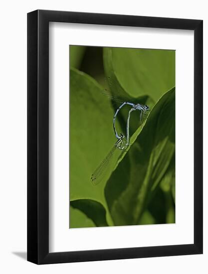 Damselfly - Mating-Paul Starosta-Framed Photographic Print