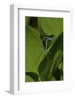 Damselfly - Mating-Paul Starosta-Framed Photographic Print