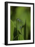 Damselfly - Mating-Paul Starosta-Framed Photographic Print