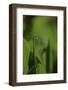 Damselfly - Mating-Paul Starosta-Framed Photographic Print