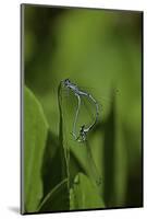 Damselfly - Mating-Paul Starosta-Mounted Photographic Print