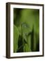 Damselfly - Mating-Paul Starosta-Framed Photographic Print