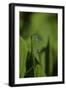 Damselfly - Mating-Paul Starosta-Framed Photographic Print