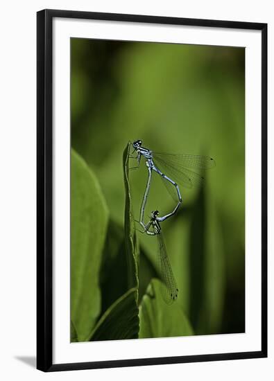 Damselfly - Mating-Paul Starosta-Framed Photographic Print