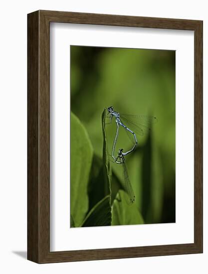 Damselfly - Mating-Paul Starosta-Framed Photographic Print