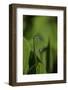 Damselfly - Mating-Paul Starosta-Framed Photographic Print