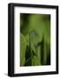 Damselfly - Mating-Paul Starosta-Framed Photographic Print