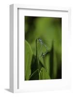 Damselfly - Mating-Paul Starosta-Framed Photographic Print