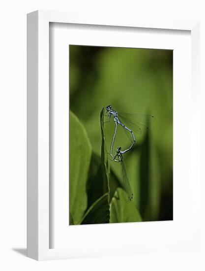 Damselfly - Mating-Paul Starosta-Framed Photographic Print