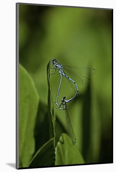 Damselfly - Mating-Paul Starosta-Mounted Photographic Print