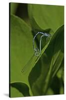 Damselfly - Mating-Paul Starosta-Stretched Canvas