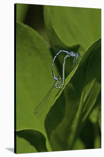 Damselfly - Mating-Paul Starosta-Stretched Canvas