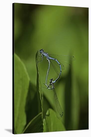 Damselfly - Mating-Paul Starosta-Stretched Canvas