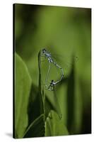 Damselfly - Mating-Paul Starosta-Stretched Canvas