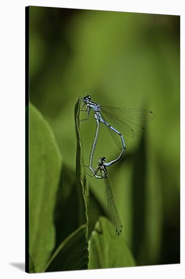 Damselfly - Mating-Paul Starosta-Stretched Canvas