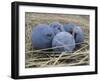 Damson Plums-Gaetan Caron-Framed Giclee Print