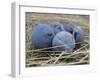 Damson Plums-Gaetan Caron-Framed Giclee Print